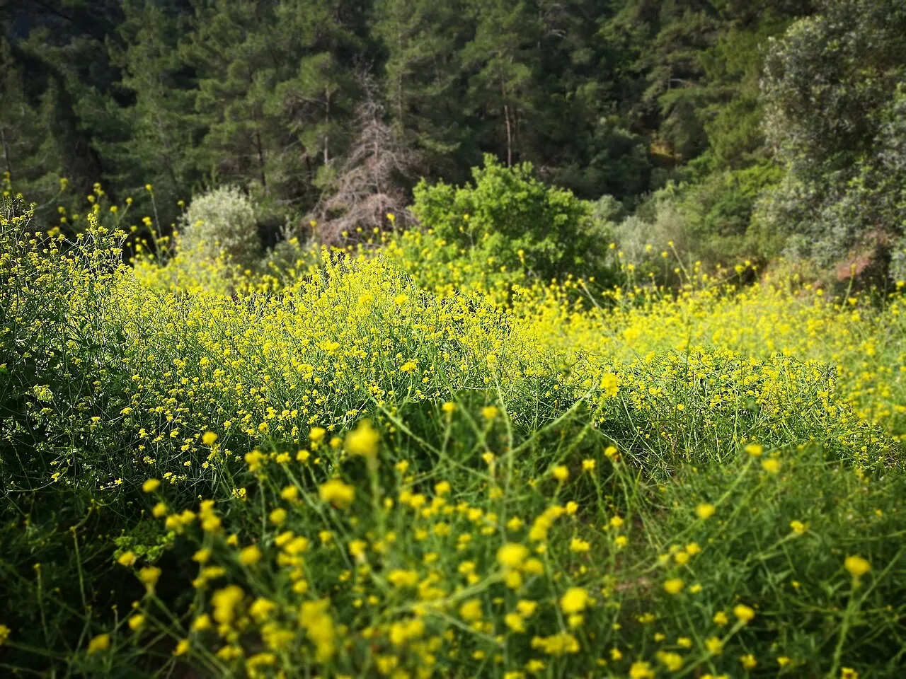 Daily Horseback Riding Tour from Marmaris – Village, Forest & Sea Views — photo 6