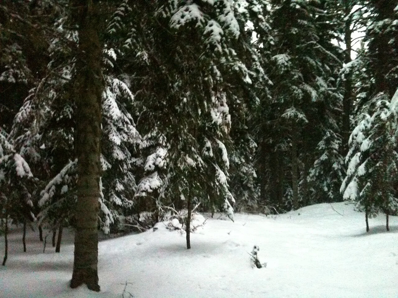 Daily Ilgaz Mountains Tour from Kastamonu — photo 2