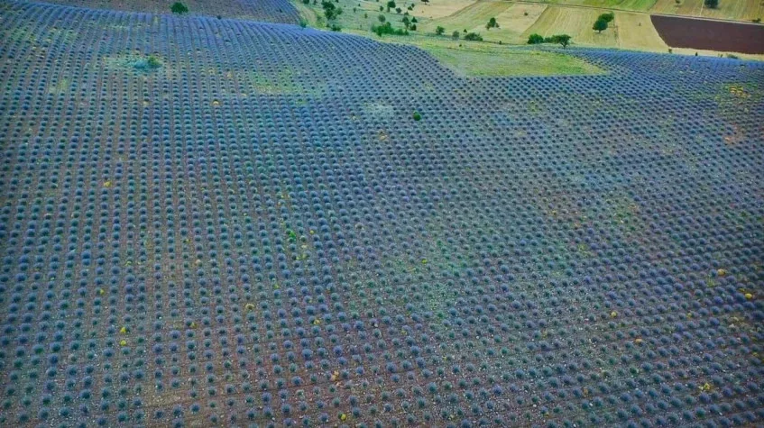 Daily Isparta Lavender Fields Tour from Burdur — photo 3