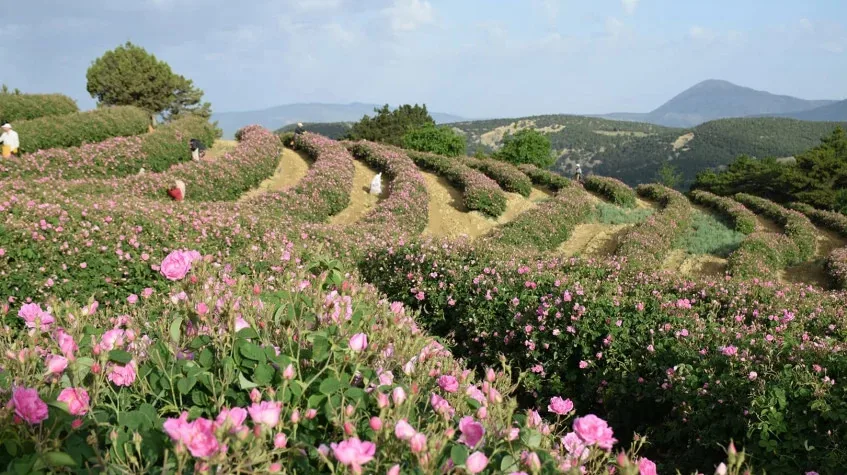 Daily Isparta Lavender Fields Tour from Burdur — photo 6