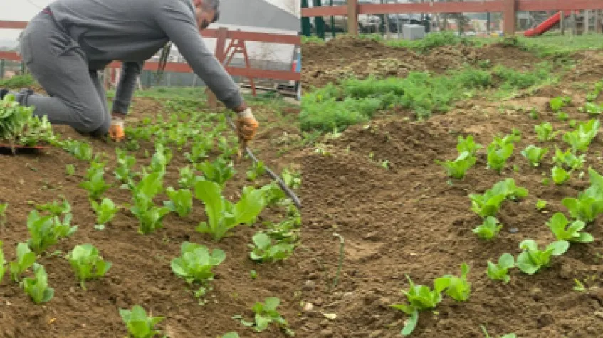 Daily Catalca Farm Tour from Istanbul – Seedling Planting & Harvest