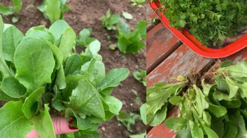 Daily Catalca Farm Tour from Istanbul – Seedling Planting & Harvest — photo 2