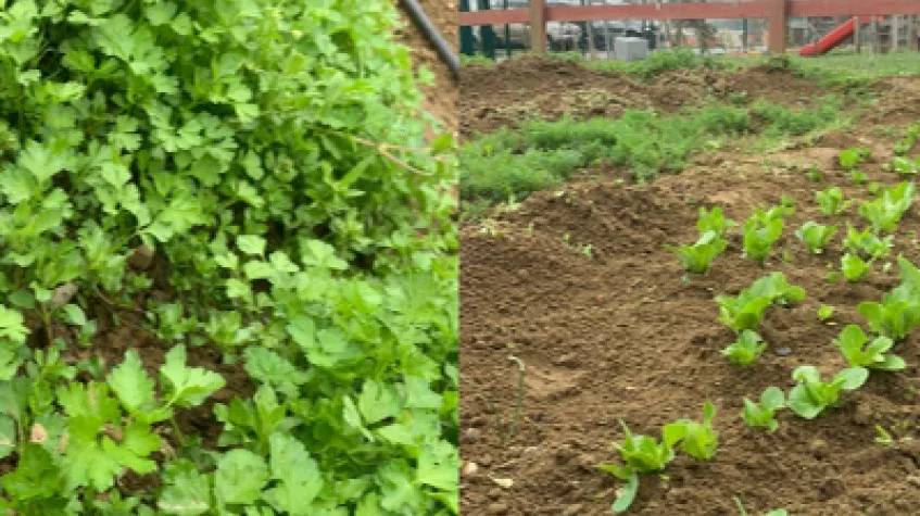 Daily Catalca Farm Tour from Istanbul – Seedling Planting & Harvest — photo 3