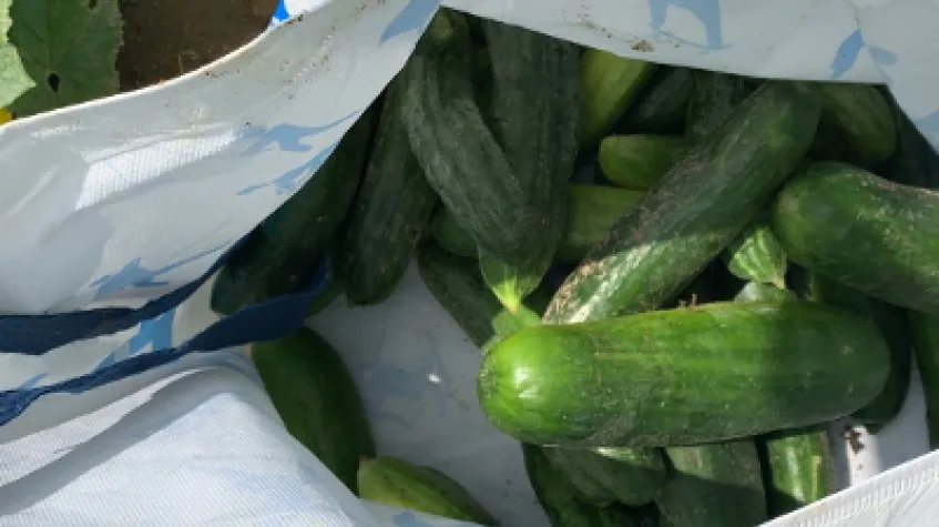 Daily Catalca Farm Tour from Istanbul – Seedling Planting & Harvest — photo 6
