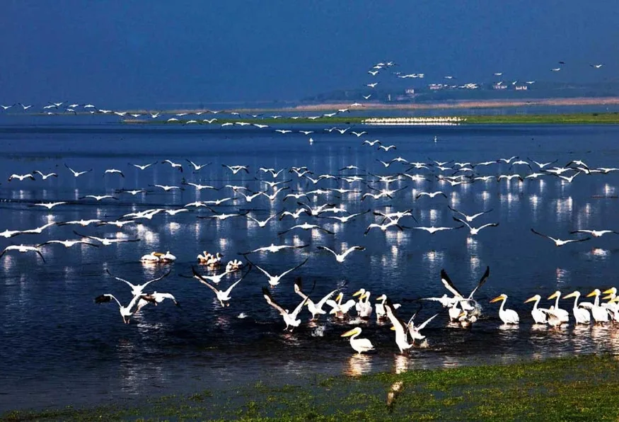 Daily Manyas Bird Paradise Tour from Bergama – Suuctu Waterfall (Shared)
