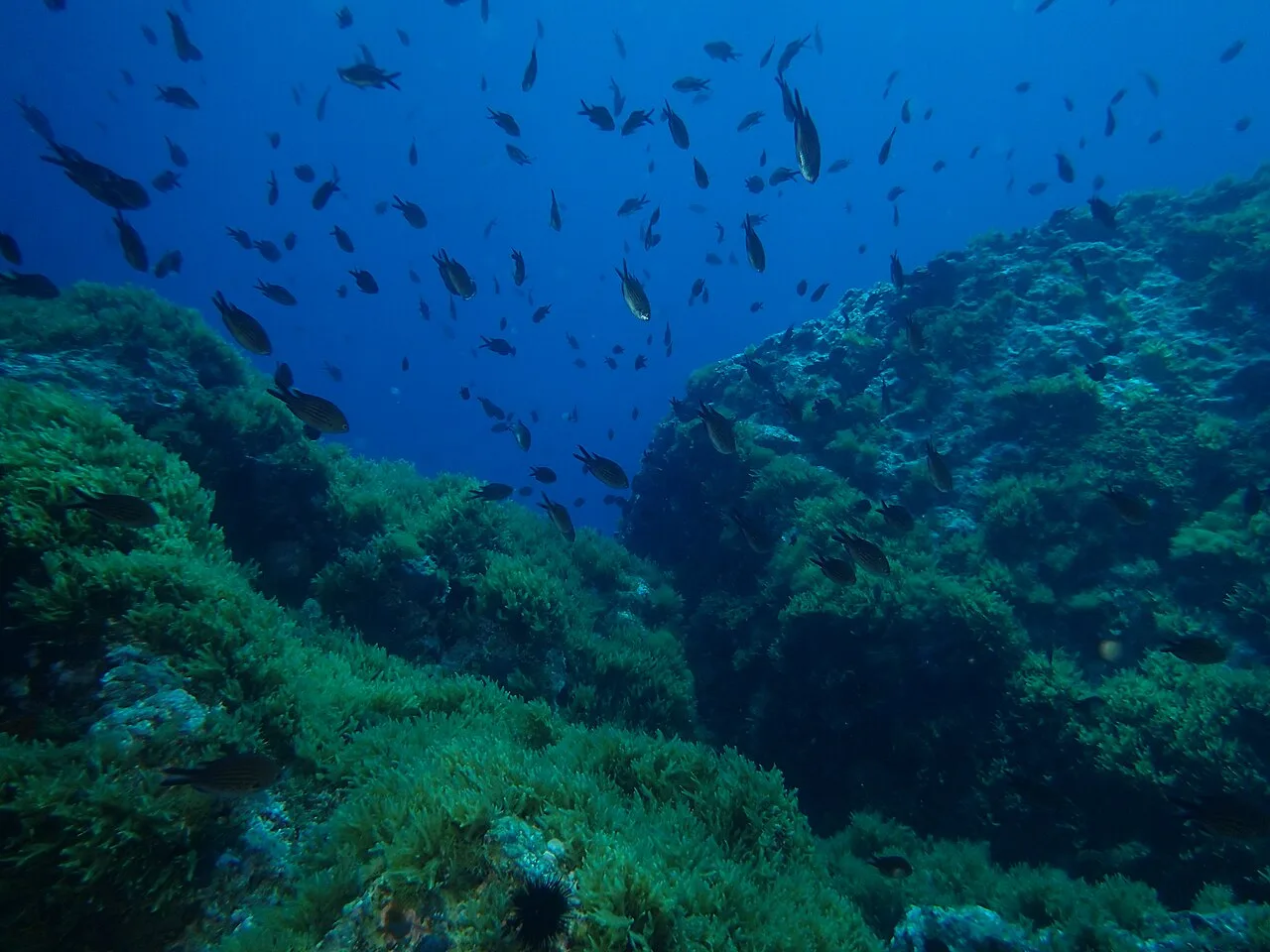 Daily Scuba Diving Tour from Marmaris – Two Dive Sites & Boat Lunch — photo 3