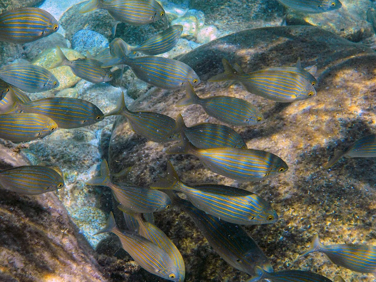 Daily Scuba Diving Tour from Marmaris – Two Dive Sites & Boat Lunch — photo 10