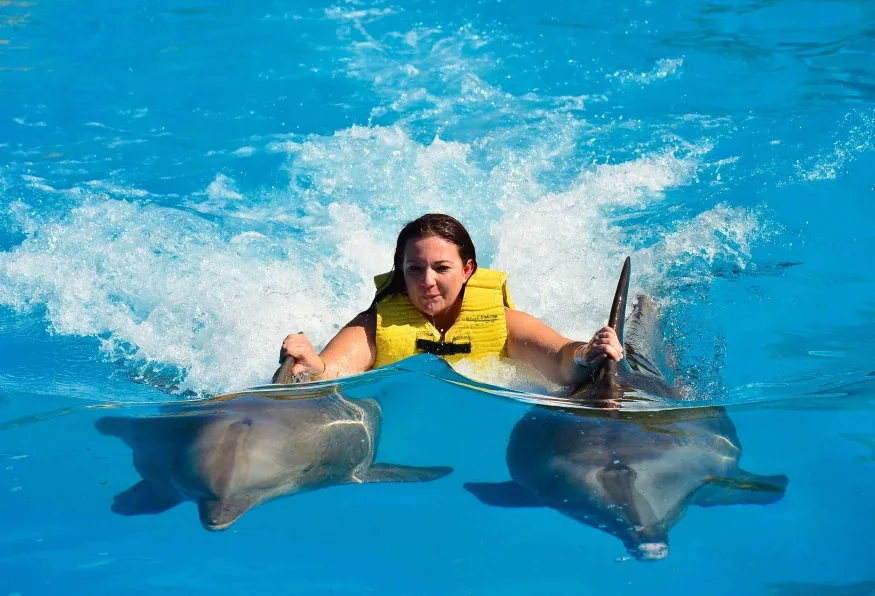 Daily Marmaris Dolphin Show from Marmaris – Dolphinarium Visit — photo 3