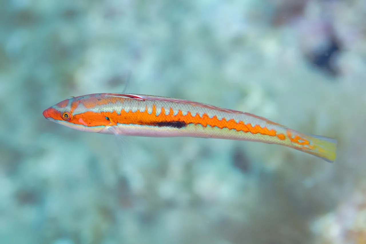 Daily Marmaris Snorkeling Tour — photo 6