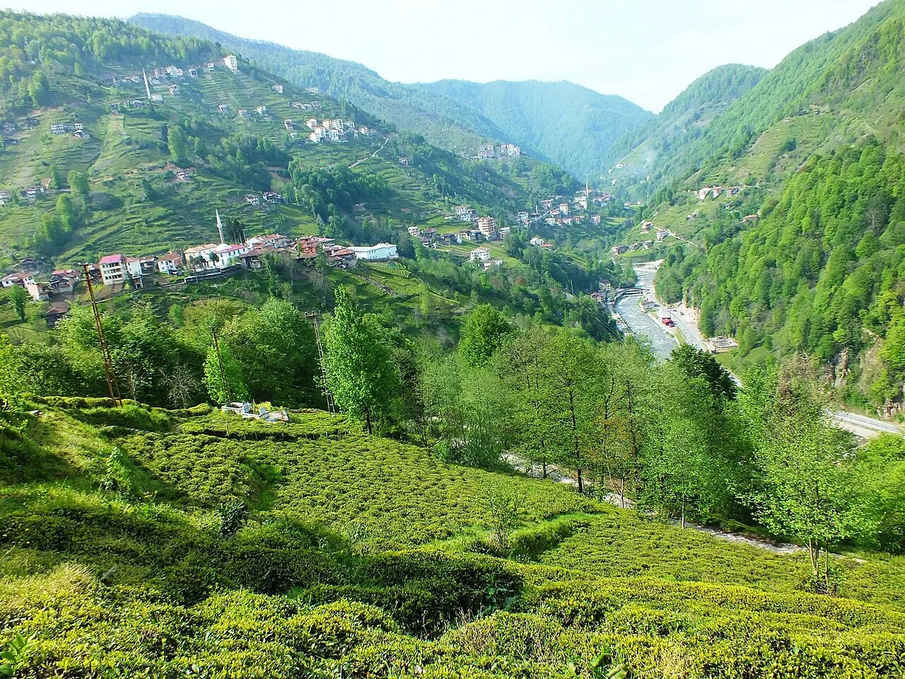 Daily Rize Cultural Tour