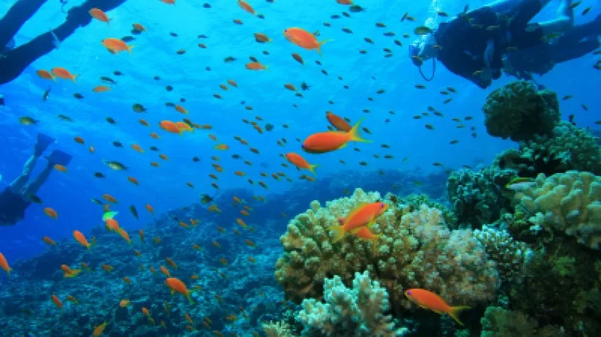 Daily Scuba Diving Tour Bodrum — photo 7