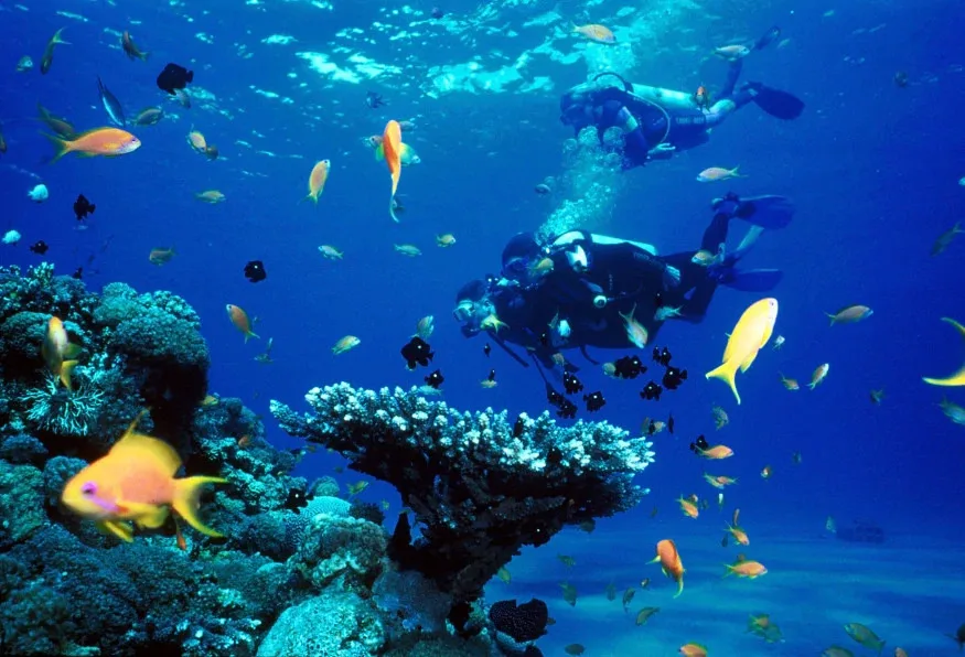 Daily Scuba Diving Tour from Selcuk – Aegean Reefs & Shipwrecks