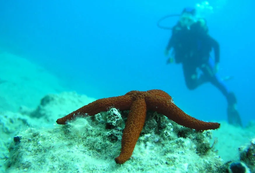 Daily Scuba Diving Tour from Selcuk – Aegean Reefs & Shipwrecks — photo 4