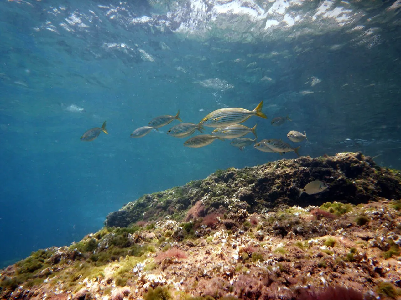Semi Submarine Underwater Safari from Marmaris – Boat Trip with Lunch — photo 4