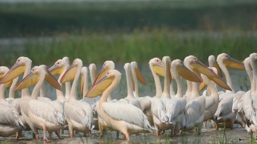 Daily Lake Gala National Park Tour from Edirne