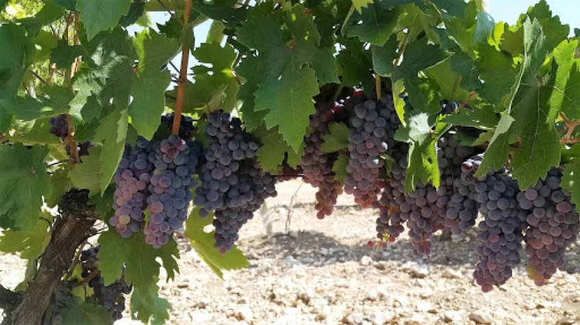 Daily Thrace Grape Time Tour from Tekirdag