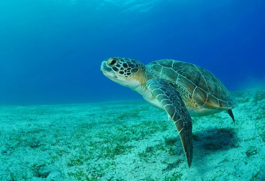 Daily Turtle Clinic & Mud Baths Tour from Dalaman