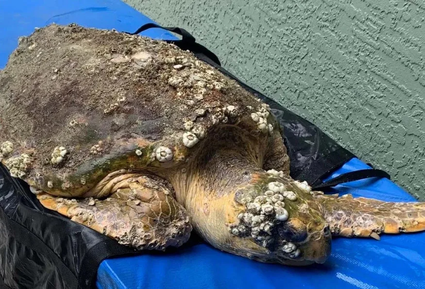 Daily Turtle Clinic Tour from Dalyan – Iztuzu Beach & Mud Baths (Shared)