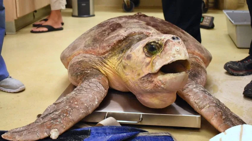 Daily Turtle Clinic Tour from Dalyan – Iztuzu Beach & Mud Baths (Private)