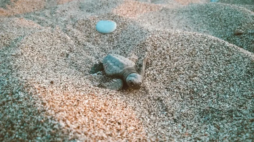Daily Turtle Clinic Tour from Dalyan – Iztuzu Beach & Mud Baths (Shared) — photo 5