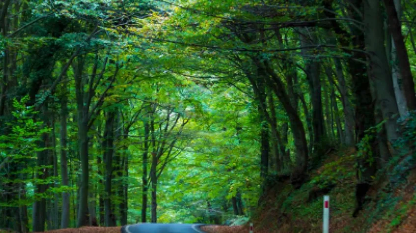 Full Day Nature Tour from Istanbul: Rumeli Fortress & Belgrad Forest — photo 7