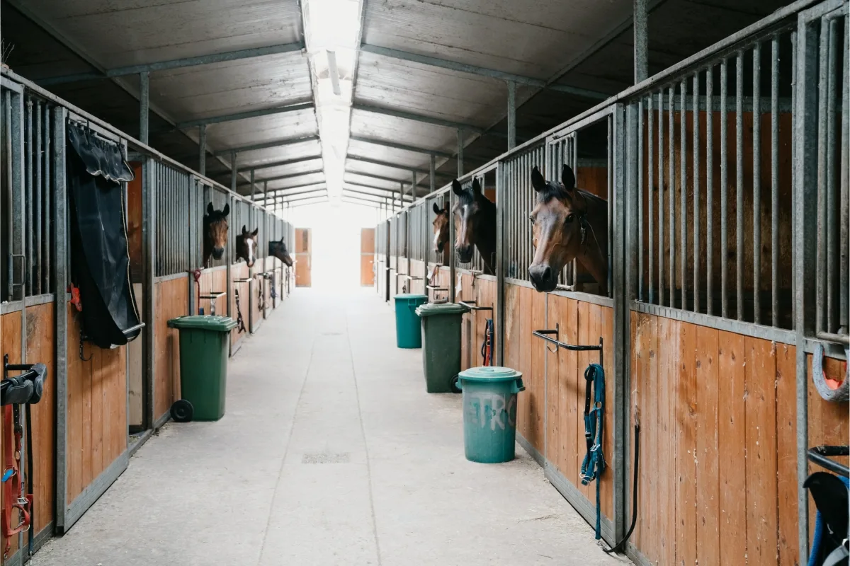 Istanbul Horse Safari Private Day Tour